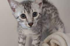 Egyptian Mau Silver Male #3 DOB 10-29-21