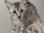 Egyptian Mau Silver Male #3 DOB 10-29-21
