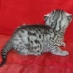 Egyptian Mau Silver Male DOB 10-29-21