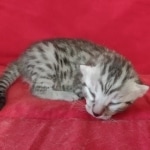 Egyptian Mau Silver Male DOB 10-29-21