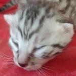 Egyptian Mau Silver Male DOB 10-29-21