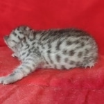 Egyptian Mau Silver Male DOB 10-29-21