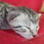 Egyptian Mau Silver Male DOB 10-29-21