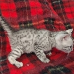 Egyptian Mau Silver Male DOB 10-29-21