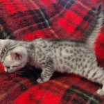 Egyptian Mau Silver Male DOB 10-29-21