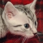 Egyptian Mau Silver Male DOB 10-29-21