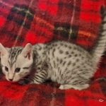 Egyptian Mau Silver Male DOB 10-29-21