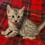 Egyptian Mau Silver Male DOB 10-29-21