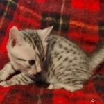 Egyptian Mau Silver Male DOB 10-29-21