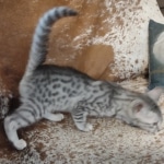 Egyptian Mau Silver Male DOB 10-29-21