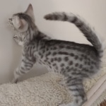 Egyptian Mau Silver Male DOB 10-29-21