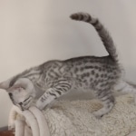 Egyptian Mau Silver Male DOB 10-29-21