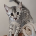 Egyptian Mau Silver Male DOB 10-29-21