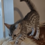 Egyptian Mau Silver Male DOB 10-29-21