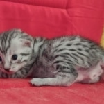 Egyptian Mau Silver Male DOB 10-29-21