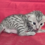 Egyptian Mau Silver Male DOB 10-29-21