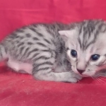 Egyptian Mau Silver Male DOB 10-29-21