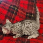 Egyptian Mau Silver Male DOB 10-29-21