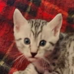 Egyptian Mau Silver Male DOB 10-29-21