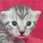 Egyptian Mau Silver Male DOB 10-29-21