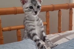 Moses Egyptian Mau silver Male #3 DOB 10-3-19