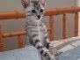 Moses Egyptian Mau silver Male #3 DOB 10-3-19
