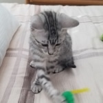 Moses, Mau, Silver, Male, DOB 10-3-19