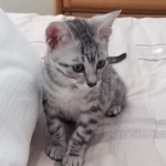 Moses, Mau, Silver, Male, DOB 10-3-19