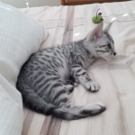 Moses, Mau, Silver, Male, DOB 10-3-19