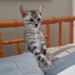 Moses, Mau, Silver, Male, DOB 10-3-19