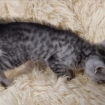 Moses, Mau, Silver, Male, DOB 10-3-19