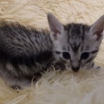 Moses, Mau, Silver, Male, DOB 10-3-19