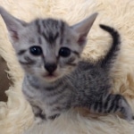 Moses, Mau, Silver, Male, DOB 10-3-19