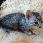 Moses, Mau, Silver, Male, DOB 10-3-19