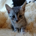 Moses, Mau, Silver, Male, DOB 10-3-19