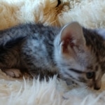 Moses, Mau, Silver, Male, DOB 10-3-19