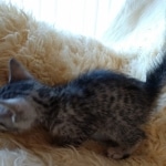 Moses, Mau, Silver, Male, DOB 10-3-19