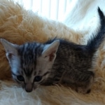 Moses, Mau, Silver, Male, DOB 10-3-19