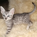 Moses, Mau, Silver, Male, DOB 10-3-19