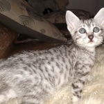 Moses, Mau, Silver, Male, DOB 10-3-19