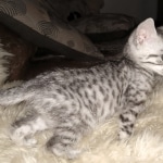 Moses, Mau, Silver, Male, DOB 10-3-19