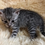 Mau, Silver, Male, DOB 10-3-19