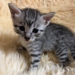 Mau, Silver, Male, DOB 10-3-19