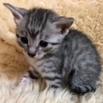 Mau, Silver, Male, DOB 10-3-19