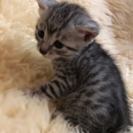 Mau, Silver, Male, DOB 10-3-19