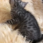 Mau, Silver, Male, DOB 10-3-19