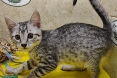 Pericles Egyptian Mau silver Male #3 DOB 11-16-23
