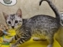 Pericles Egyptian Mau silver Male #3 DOB 11-16-23