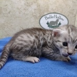 Mau silver Male DOB 11-16-23