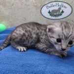 Mau silver Male DOB 11-16-23